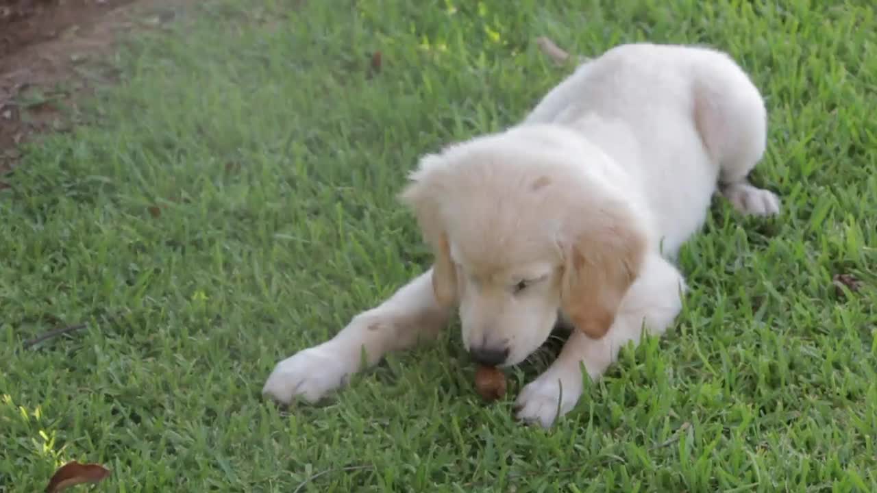 Dog eating treat in the grass