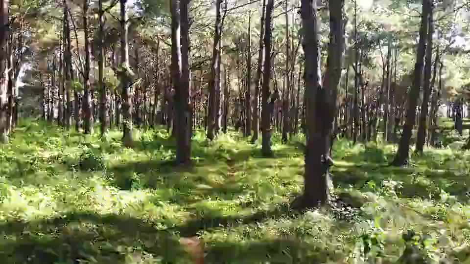 Whispers of the Forest: A Journey Into Nature’s Heart