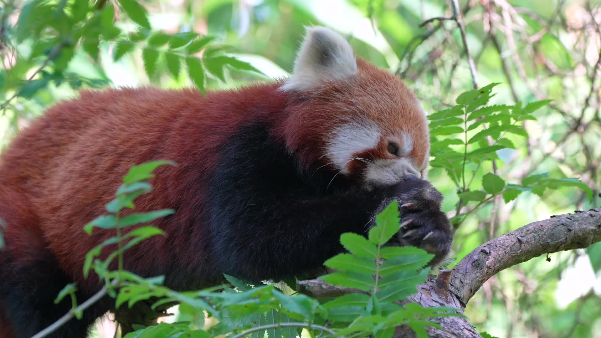 Red panda eating leaves from the tree