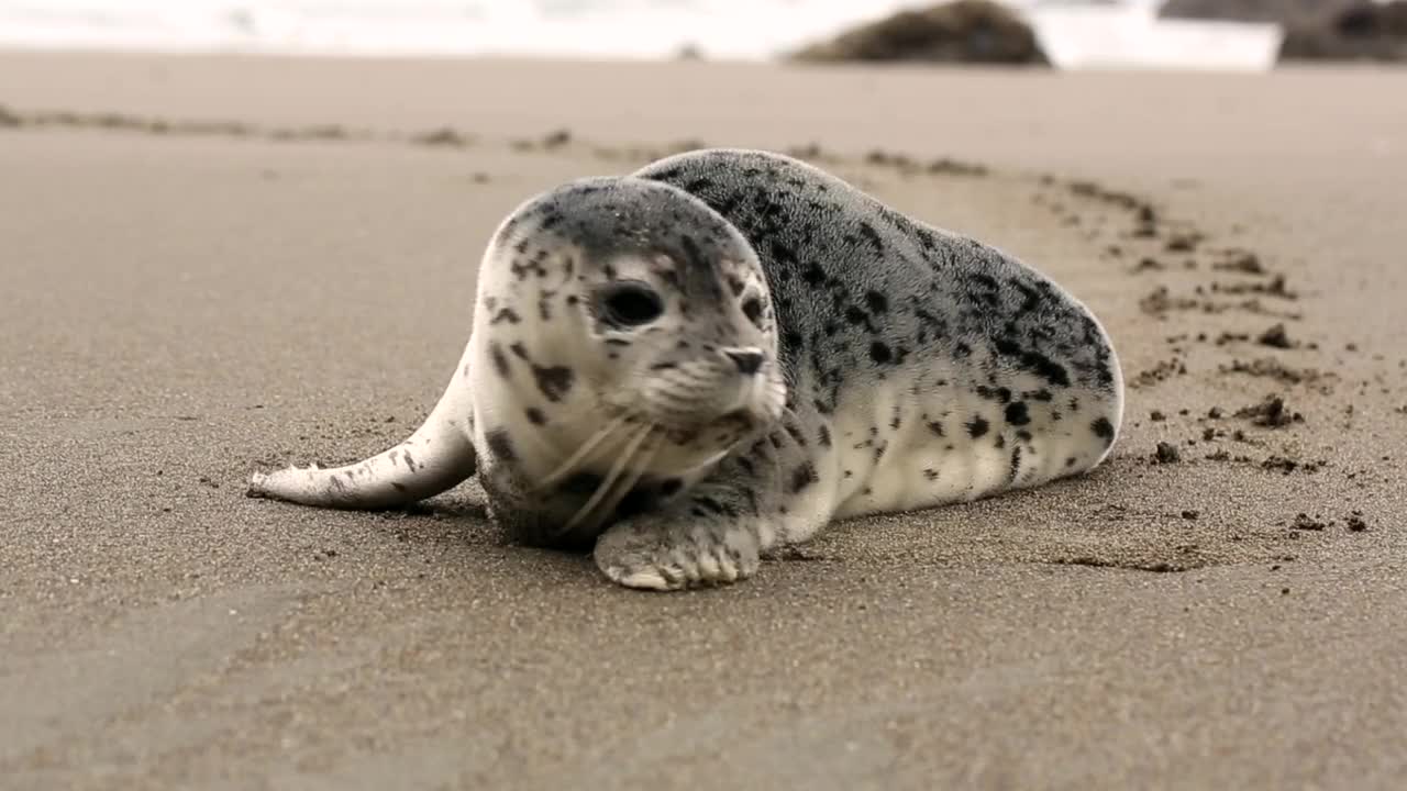 Baby seal gallomphing on the shore